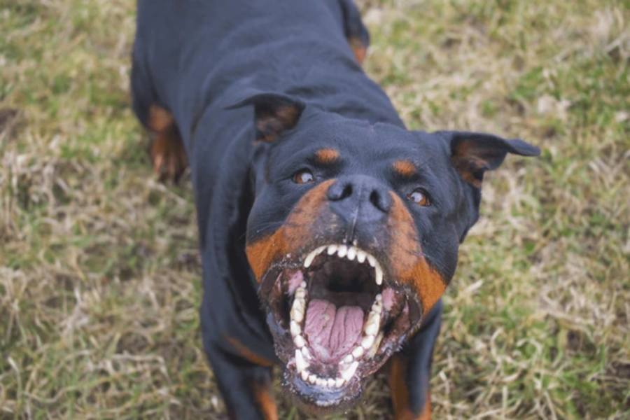 Un rottweiler aterroriza a un sector de Funes City y agrede a quien pasa